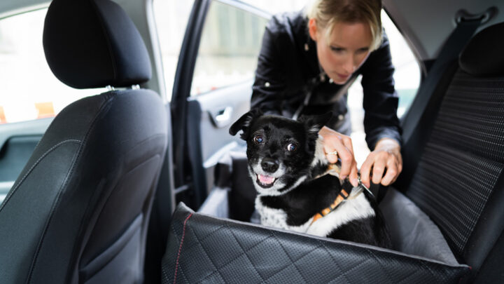 Las mejores fundas de coche para perros